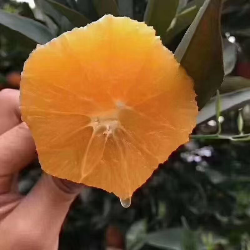 湖北秭归伦晚橙帝王橙