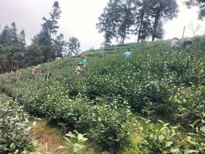 贵州白茶