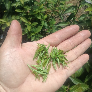 2026新茶春茶西湖龙井种清溪高山种植茶农直销茶叶