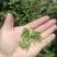 2026新茶春茶西湖龙井种清溪高山种植茶农直销茶叶