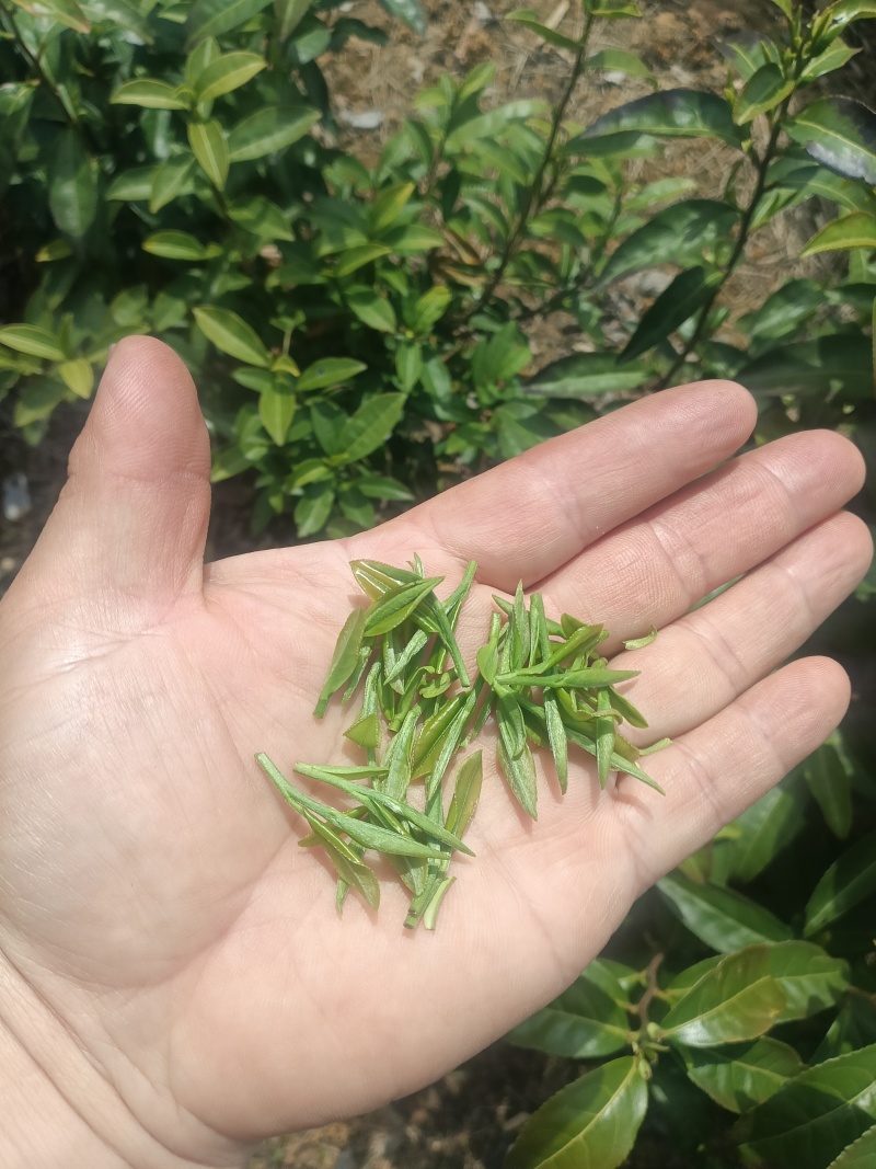 2026新茶春茶西湖龙井种清溪高山种植茶农直销茶叶