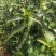 2026新茶春茶西湖龙井种清溪高山种植茶农直销茶叶