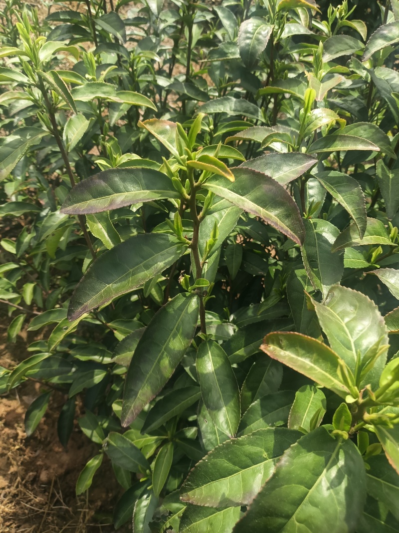 2026新茶春茶西湖龙井种清溪高山种植茶农直销茶叶