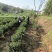 2026新茶春茶西湖龙井种清溪高山种植茶农直销茶叶