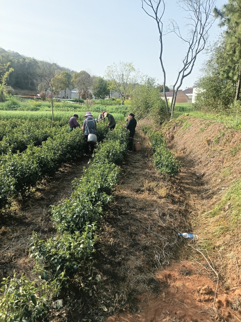 2026新茶春茶西湖龙井种清溪高山种植茶农直销茶叶