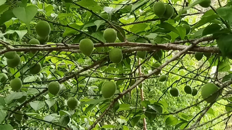 自家青梅