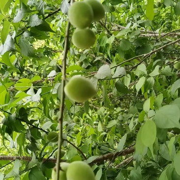 自家青梅