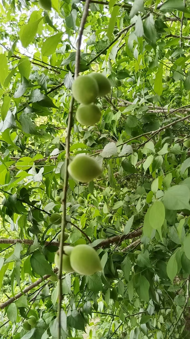 自家青梅