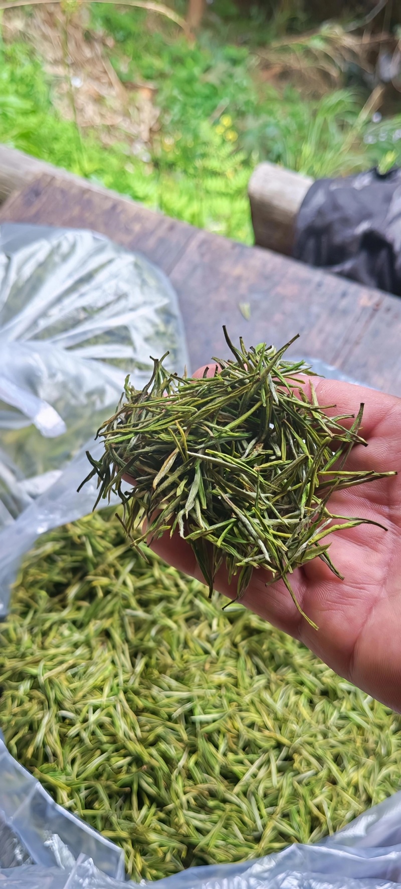 青白茶叶