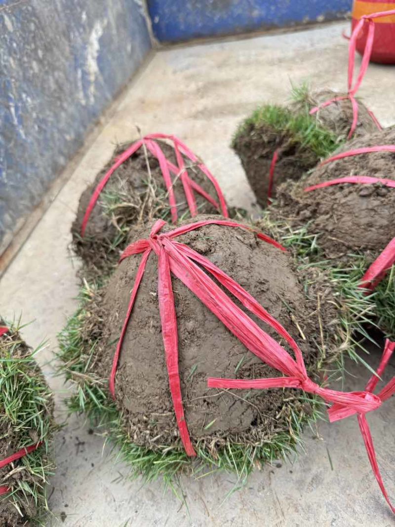 广东草皮基地直供市政工程专用草坪量大价优