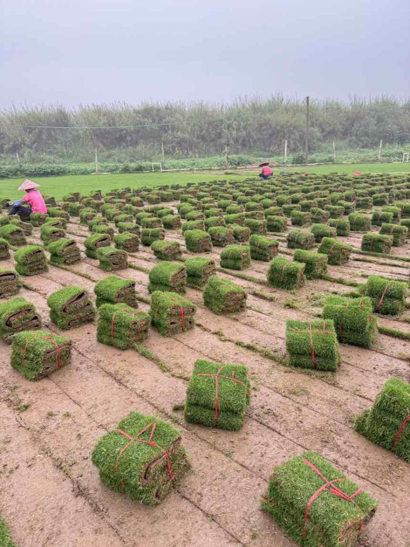 广东草皮基地直供市政工程专用草坪量大价优