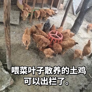土鸡