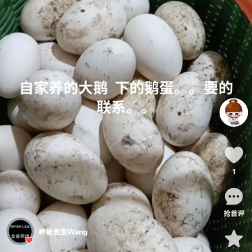 新鲜大鹅蛋