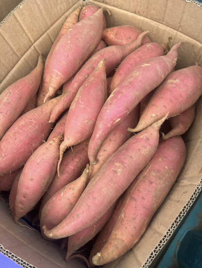 广东湛江西瓜红蜜薯大量上市，源头产地直发，品质靠谱！