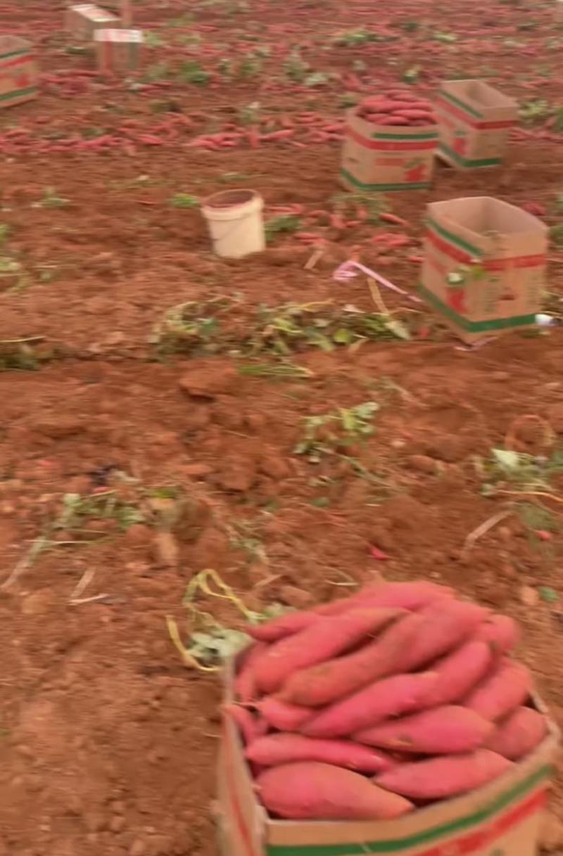 广东湛江西瓜红蜜薯大量上市，源头产地直发，品质靠谱！