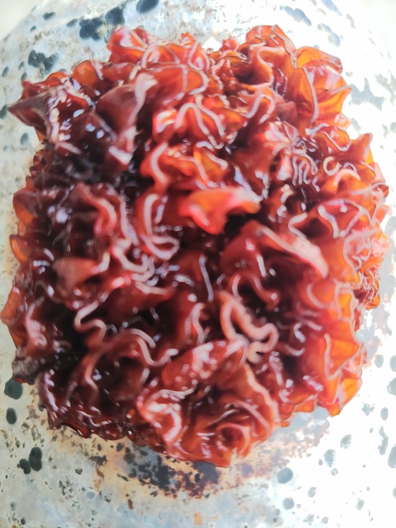 血耳菌，血耳