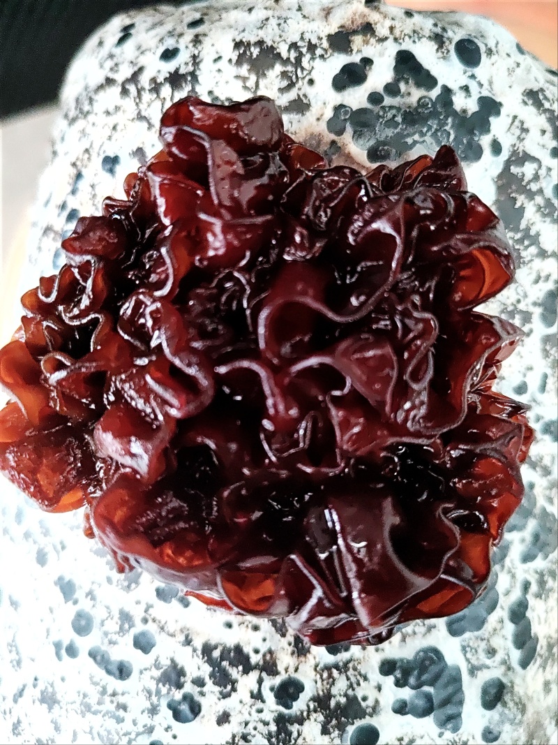 血耳菌，血耳