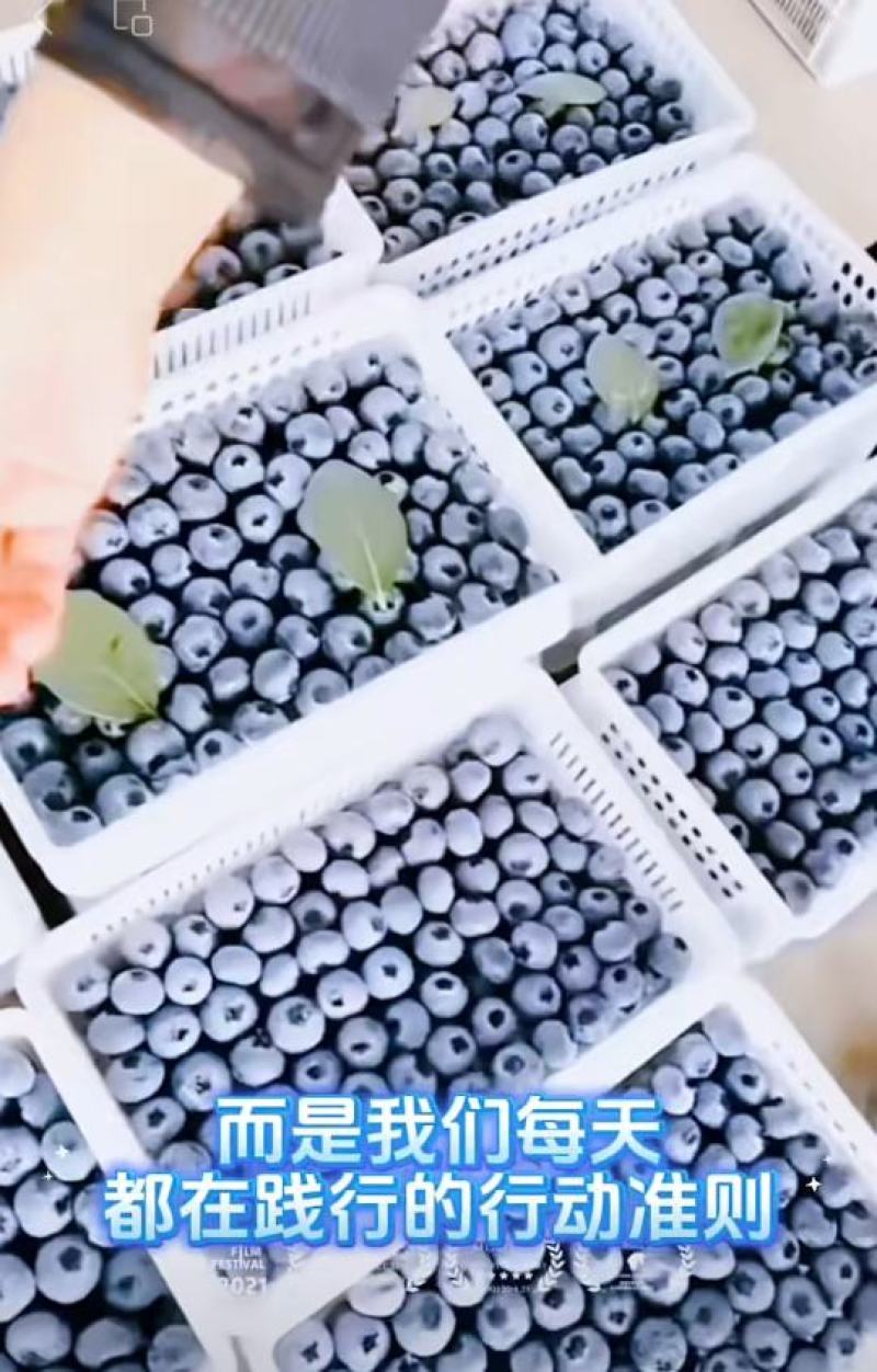 山东省临沂市沂水县蓝莓基地