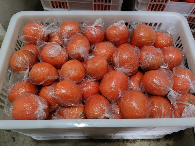纽荷尔脐橙