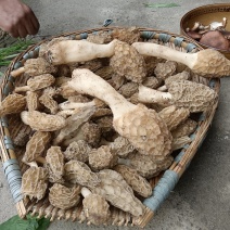 纯野生羊肚菌，