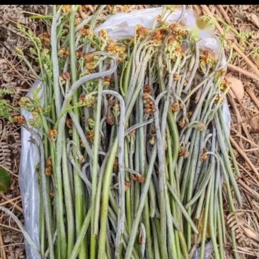 野生蕨菜