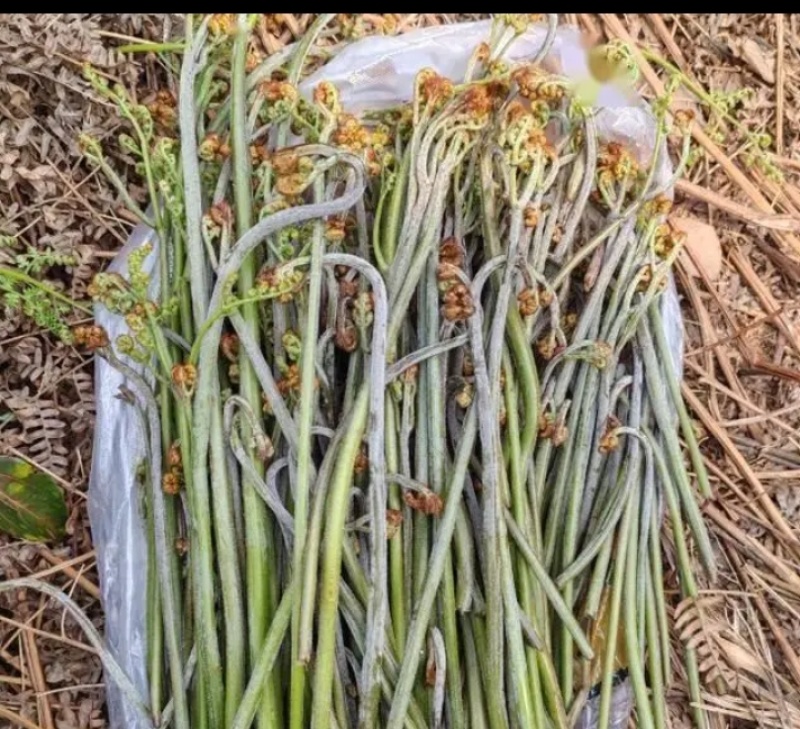 野生蕨菜