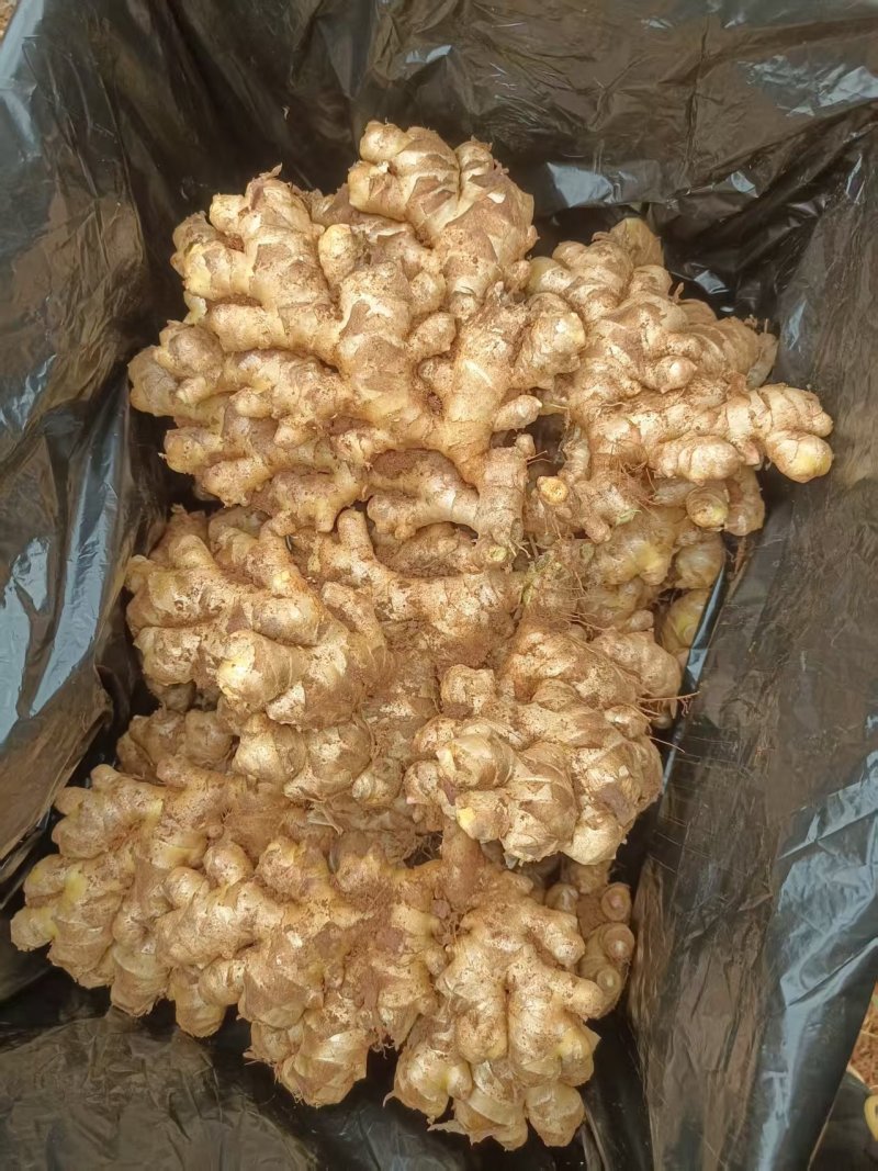 云南小黄姜