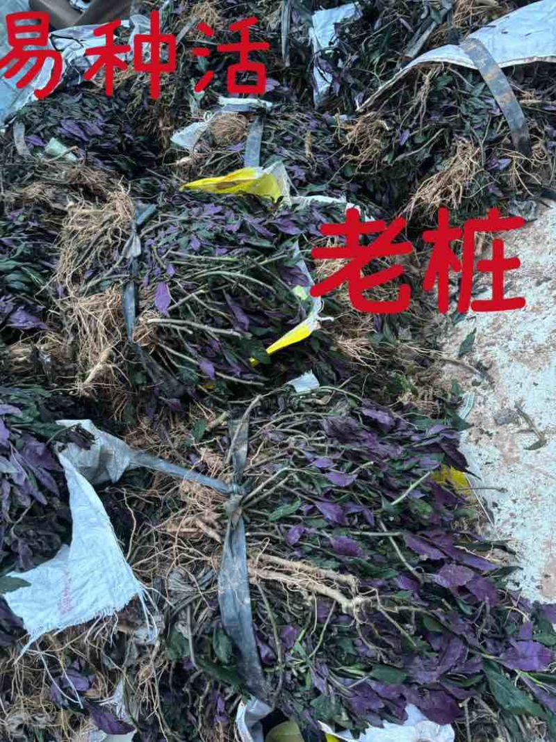 血皮菜葵苗，