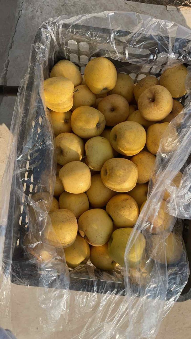 维纳斯黄金苹果