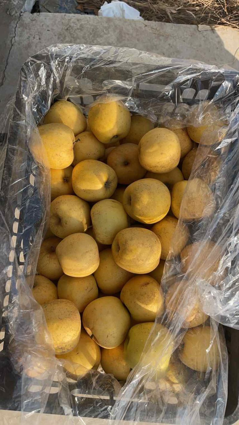 维纳斯黄金苹果