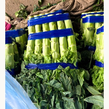 山东应季蔬菜，如白菜，茄子，黄瓜，辣椒小瓜莴笋等等