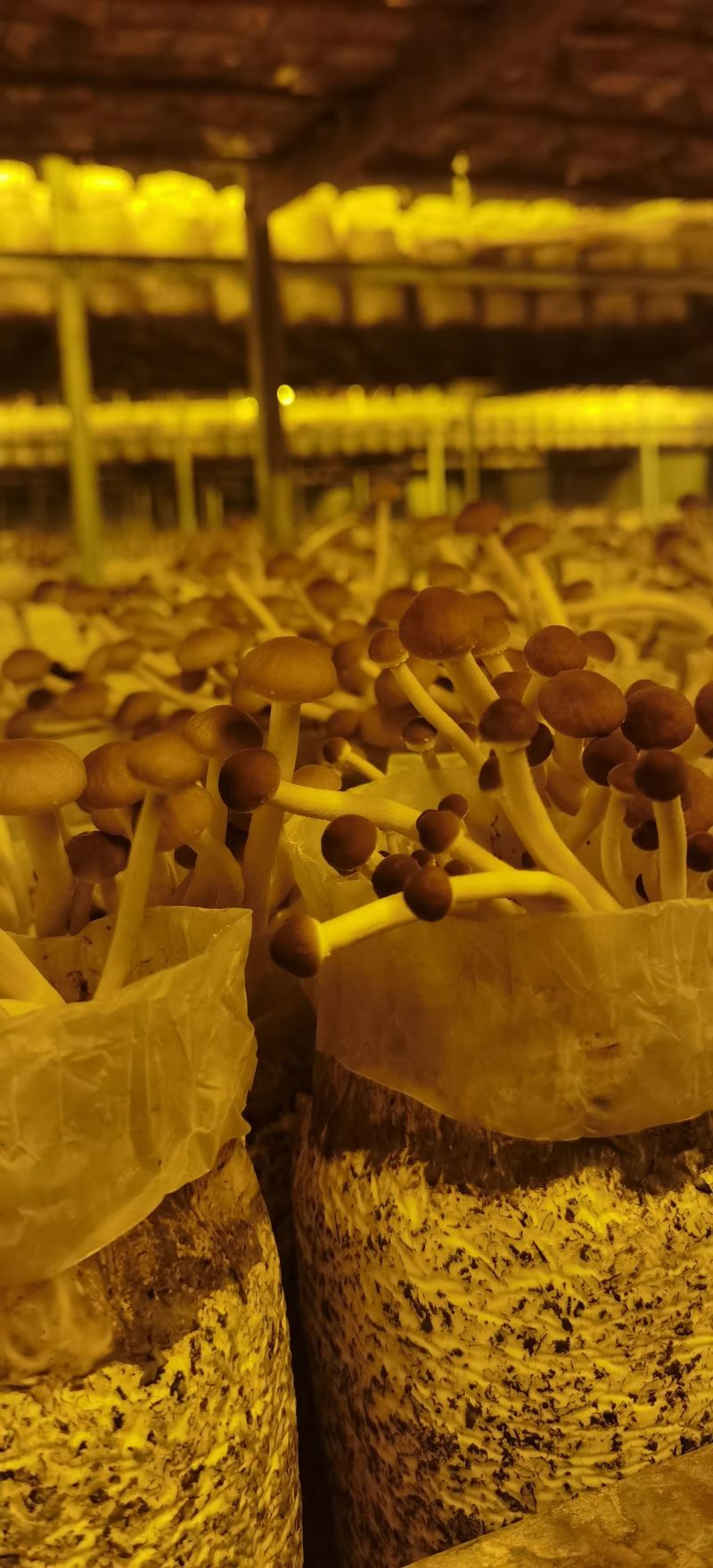 自家种植基地，价格实惠，欢迎订购