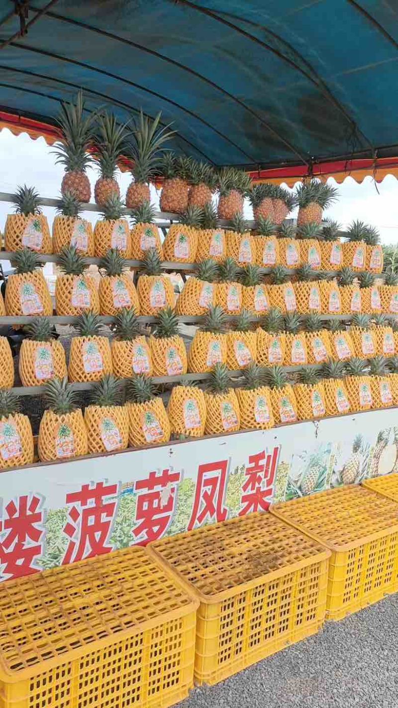 广东凤梨