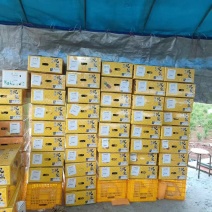 广东凤梨