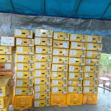 广东凤梨