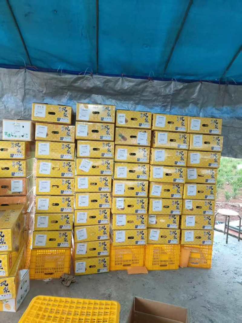 广东凤梨