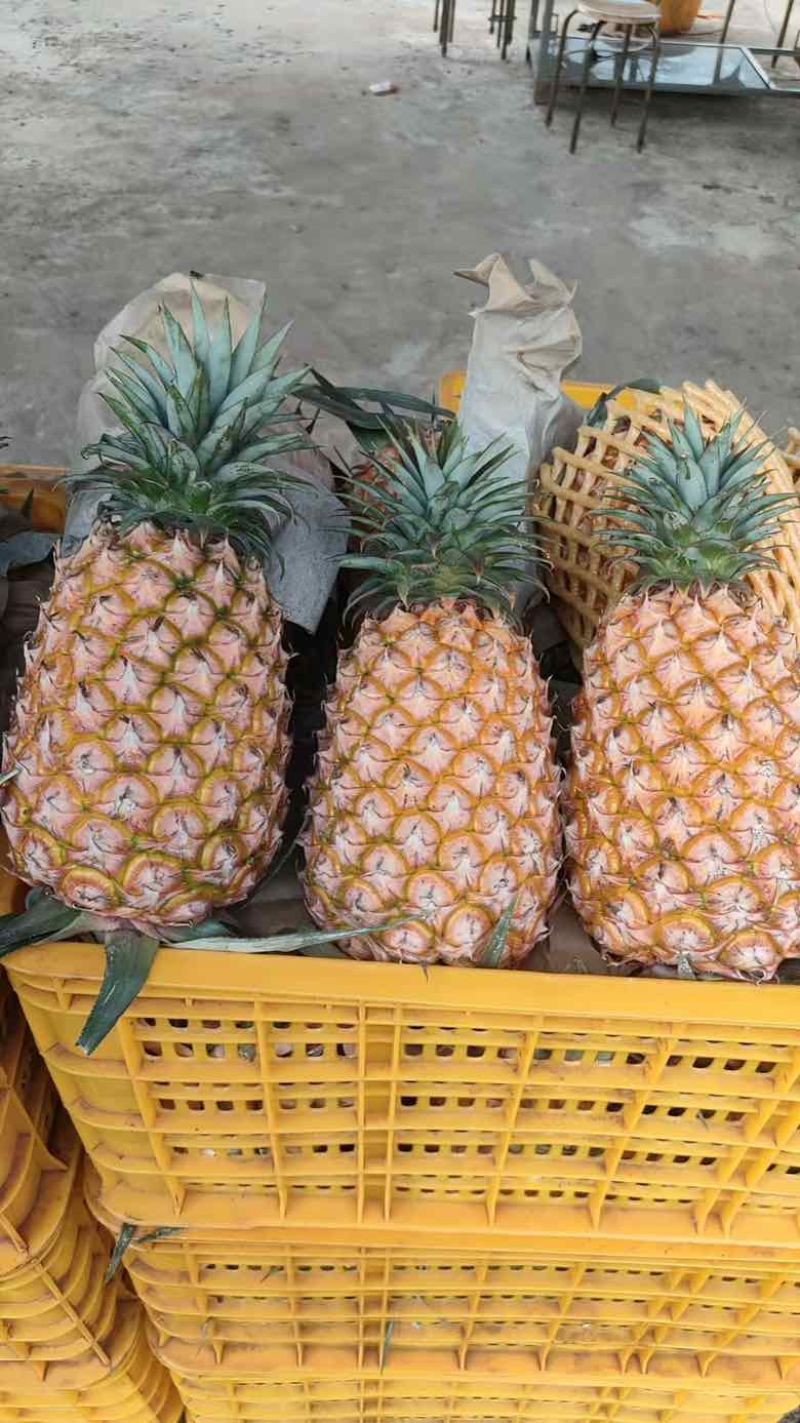 广东凤梨