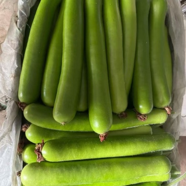 精品瓠子瓜大量有货价格便宜
