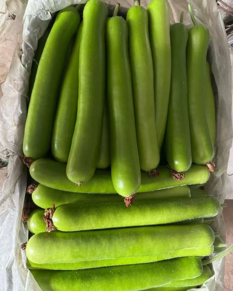精品瓠子瓜大量有货价格便宜