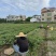 2026海南红衣鲜花生