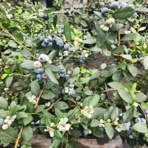 山东蓝莓基地