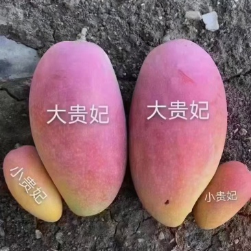 四川省会东县可河芒果
