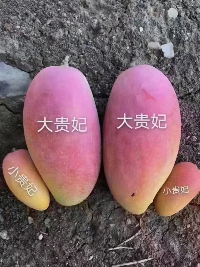 四川省会东县可河芒果