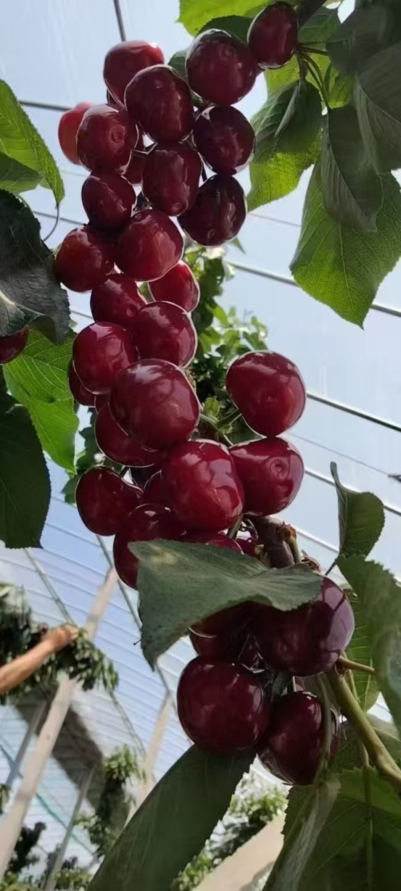 山东大樱桃自家种植，有意联系
