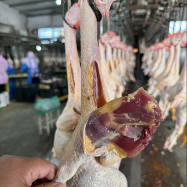 黄油老母鸡