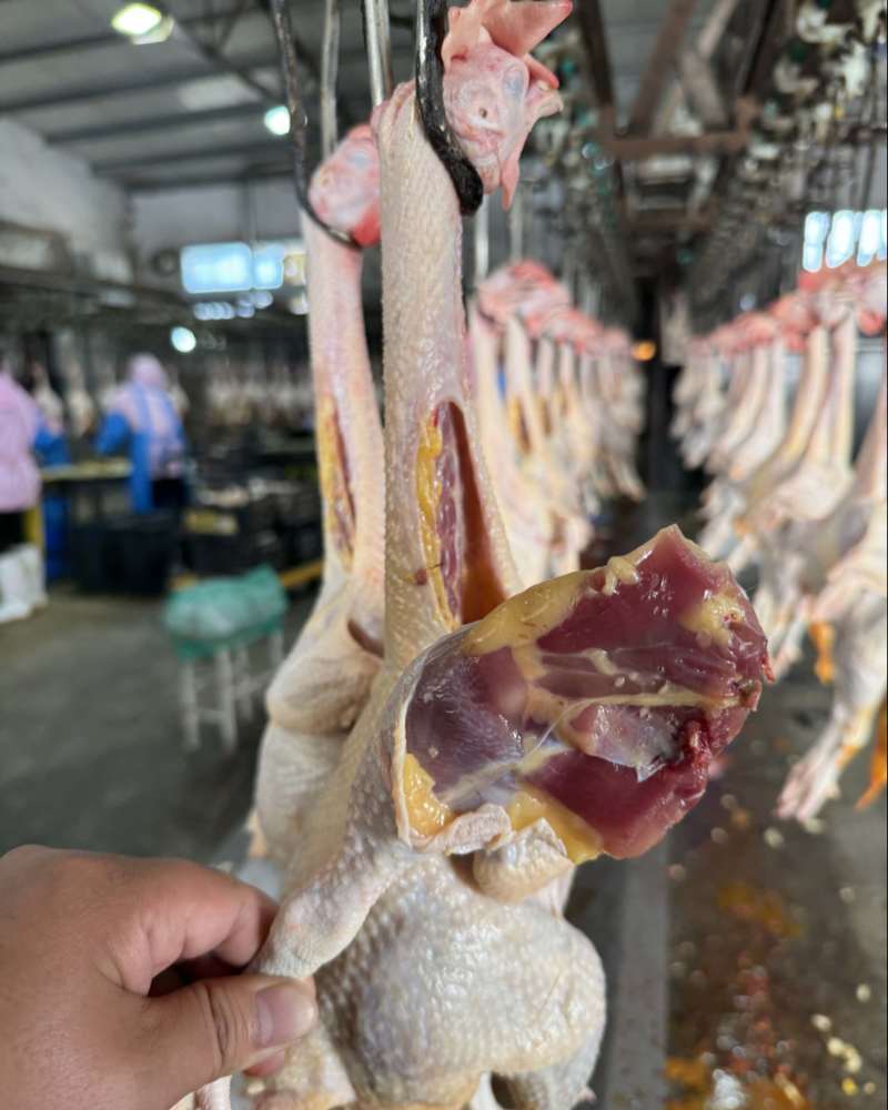 黄油老母鸡