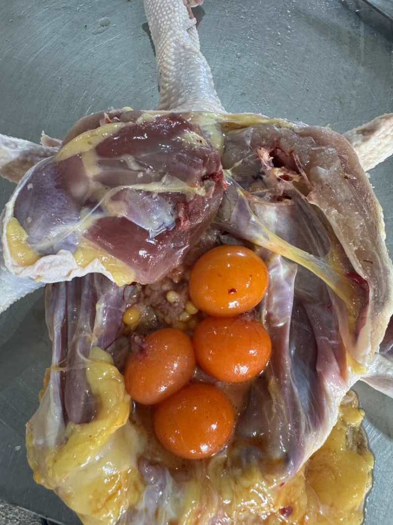 黄油老母鸡