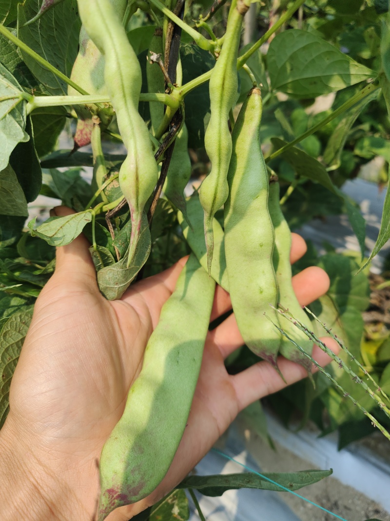 东北油豆一点红，新鲜出炉啦!有希要的老板欢迎电话骚扰
