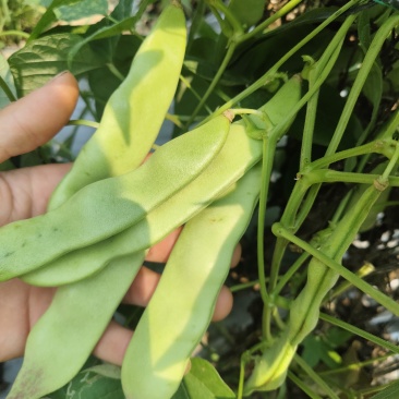 东北油豆一点红，新鲜出炉啦!有希要的老板欢迎电话骚扰