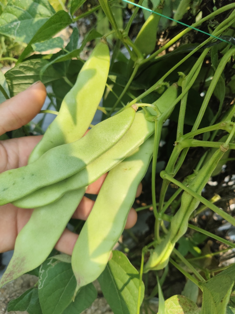 东北油豆一点红，新鲜出炉啦!有希要的老板欢迎电话骚扰